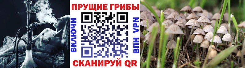 Галлюциногенные грибы Cubensis  Ясногорск 